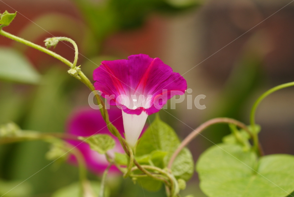 식물,자연,계절,여름,꽃,쌍떡잎식물강,메꽃과,덩굴식물,lobedleafpharbitis,nature,plants,season,summer,flower,식물,자연,plants,nature,꽃,flower