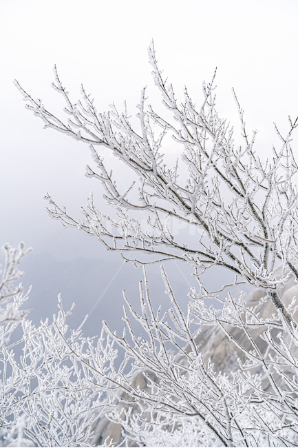 nature,자연,outdoors,옥외,ice,빙,산,등산,상고대,식물,서리,frost,눈,snow,겨울,계절,winter,season