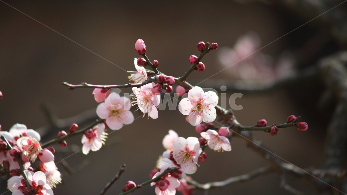 매화,홍매화,식물,japaneseapricot,prunusmume,봄꽃,봄,식물,자연,plants,nature,꽃,flower