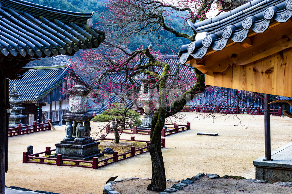화엄사,문화유산,문화재,나무,흑매화,홍매화,봄,처마,추녀,사찰,감성,전통건축물,기와,지붕,탚,석등