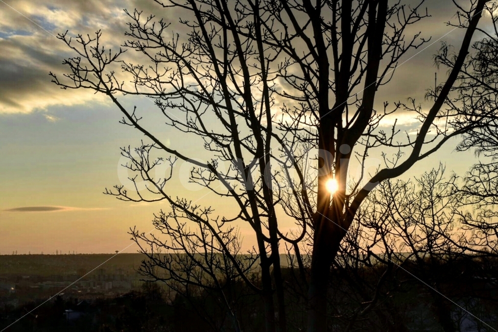 노을,일몰,나무,하늘,해,겨울,sunset,sky,식물,자연,plants,nature,풍경,landscape,light,빛,flare,플레어,sunlight,햇빛,outdoors,옥외,dusk,황혼,dawn,새벽,red sky,붉은 하늘