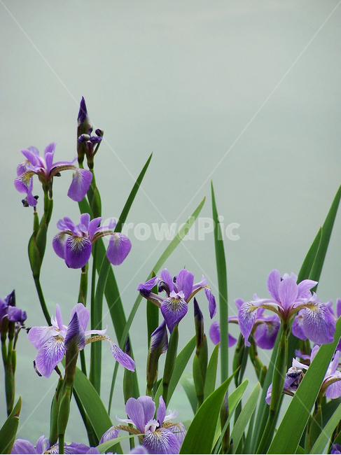 아이리스,꽃,식물,flower,iris
