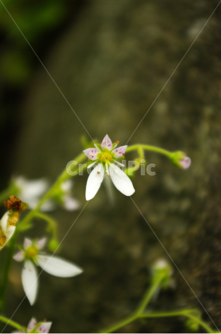 꽃,식물,flower,color,바위취,식물,자연,plants,nature,꽃,flower