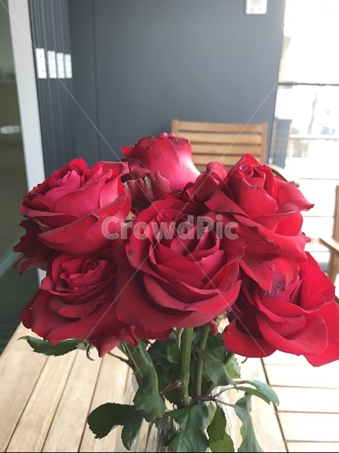 장미,꽃,장미꽃,빨간장미,빨간장미꽃