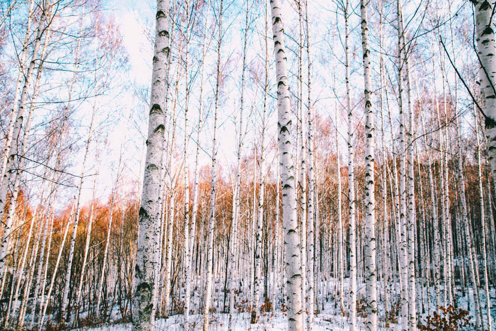 설경,눈풍경,자작나무숲,인제,자작나무,풍경,풍경사진,여행사진,여행,자연,nature,landscape,식물,plants,나무,trees,wood,흑백,모노톤,monochrome,blackandwhite,감성,한국자연풍경,한국자연경관,koreanlandscape,눈꽃,원대리,배경,백그라운드,snow,겨울,계절,winter,season,자연,풍경,nature,landscape,식물,plants,나무,trees,wood,감성,sensible,feeling,tree,plant,birch,자작 나무