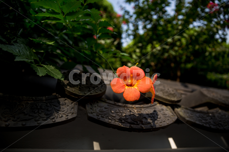 능소화,기와,한옥,한옥마을,꽃,양반꽃,식물,자연,plants,nature,꽃,flower