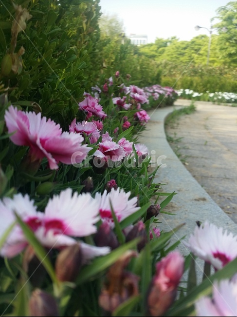 5월,봄,꽃,패랭이꽃,산책,오후