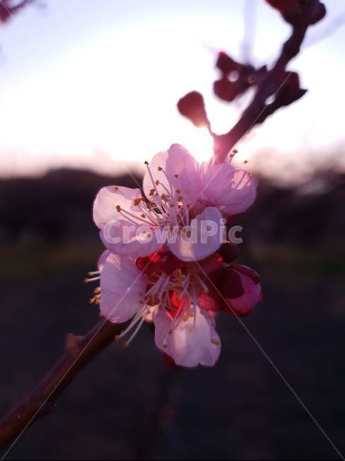 식물,꽃,살구꽃,해질녘,일몰,식물,자연,plants,nature,꽃,flower