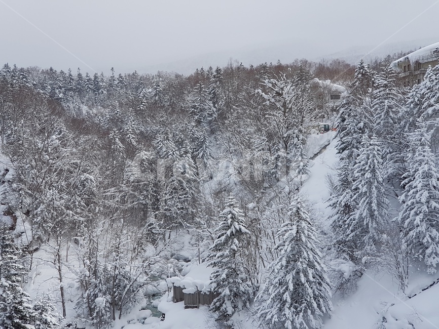 삿포로,비에이,풍경,나무,눈,절경,겨울,계절,winter,season