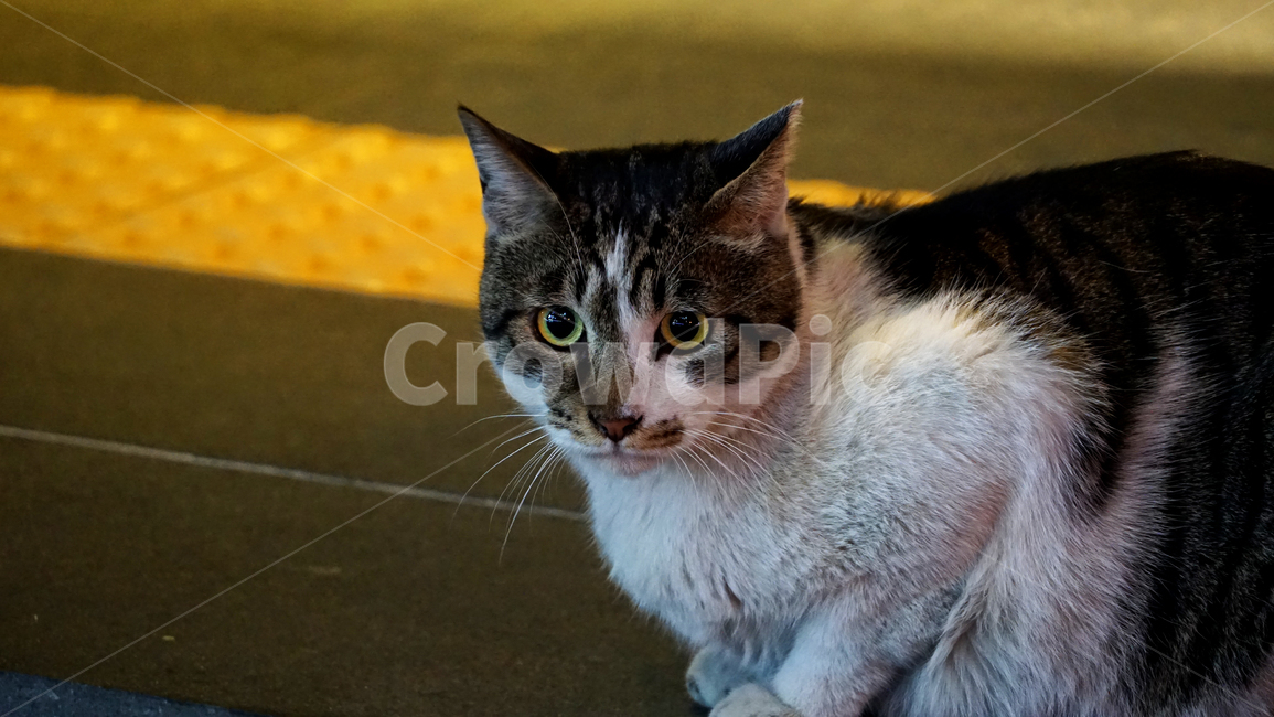 고양이,길고양이,동물,cat,animal,pet,동물,animal,포유류,mammal,고양이,cat,kitten,kitty
