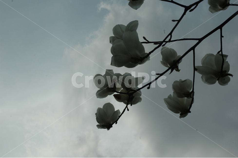 목련,백목련,kobusmagnolia,토종목련,꽃,식물,자연,plants,nature,꽃,flower