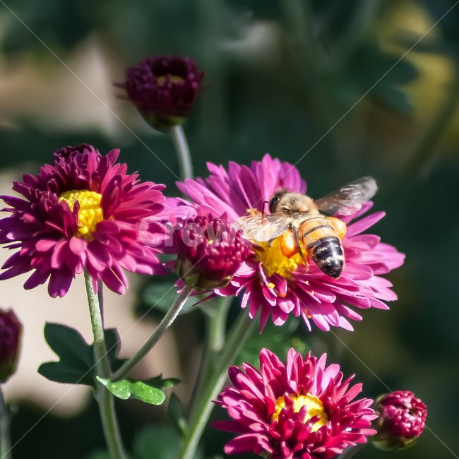 벌,꿀벌,곤충,noneybee,국화,flower,bee,꽃,식물,자연,plants,nature,꽃,flower