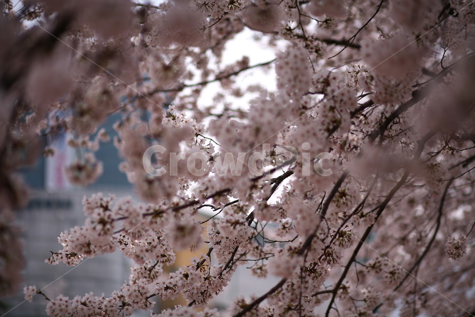 plant,식물,flower,꽃,blossom,벚꽃,봄,식물,자연,plants,nature,꽃,flower