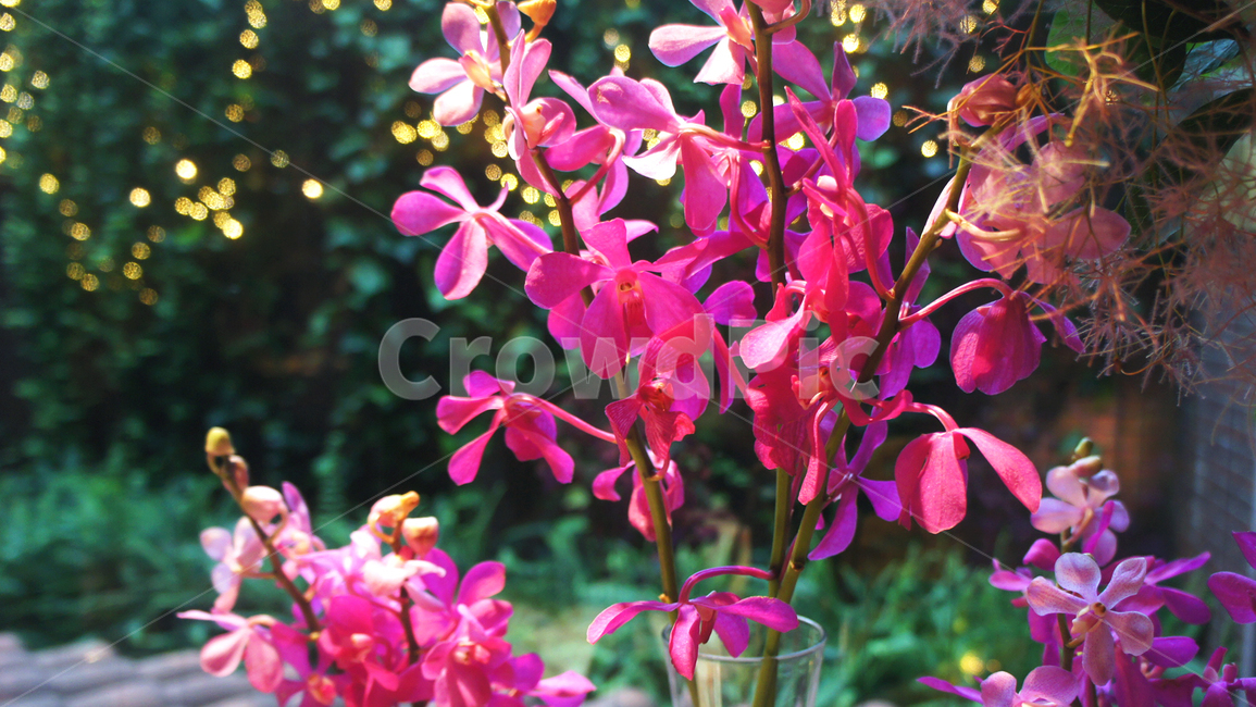 꽃,플라워,자연,flower,nature,풍경,난,난꽃,오키드,orhid