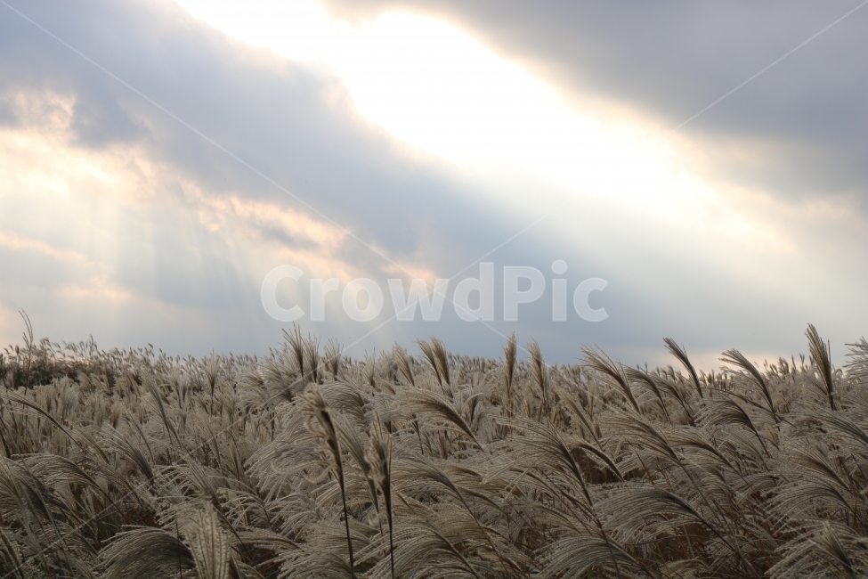노을,가을,억새,억새밭,자연,풍경,가을,계절,fall,autumn,season,자연,풍경,nature,landscape,grass,잔디,plant,식물,lawn