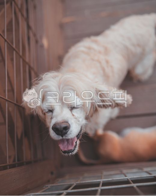 웃는개,강아지미소,동물,animal,포유류,mammal,개,dog,puppy,pet,doggy,반려견,애견,반려동물,유기견,유기동물,멍멍이,강아지,시고르자브종,동물,animal,포유류,mammal,개,강아지,dog,doggy