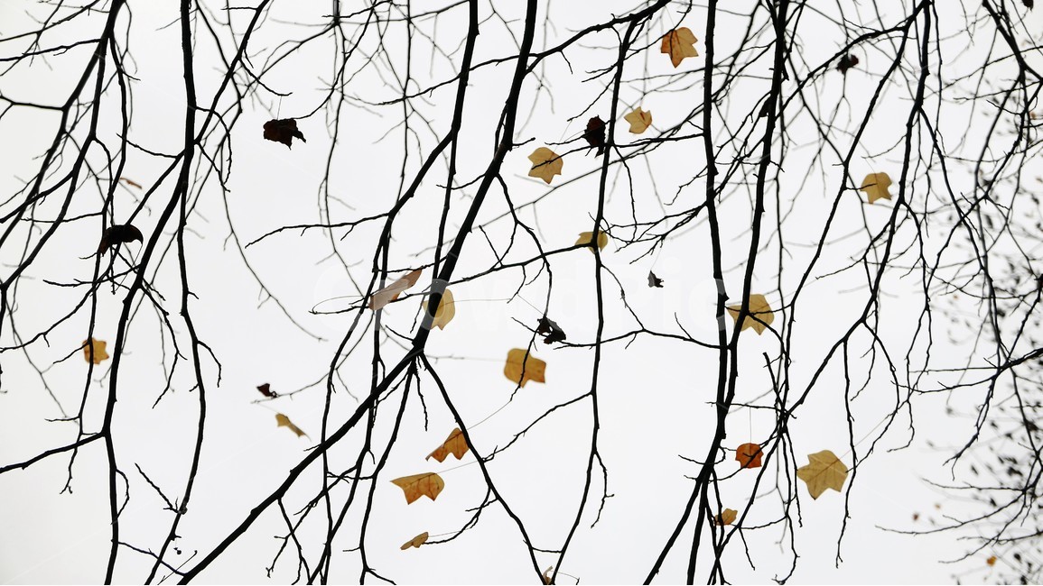 나무가지,가을,자연,하늘,쓸쓸함,고독,가을,계절,fall,autumn,season,식물,자연,plants,nature,leaf,잎,plant