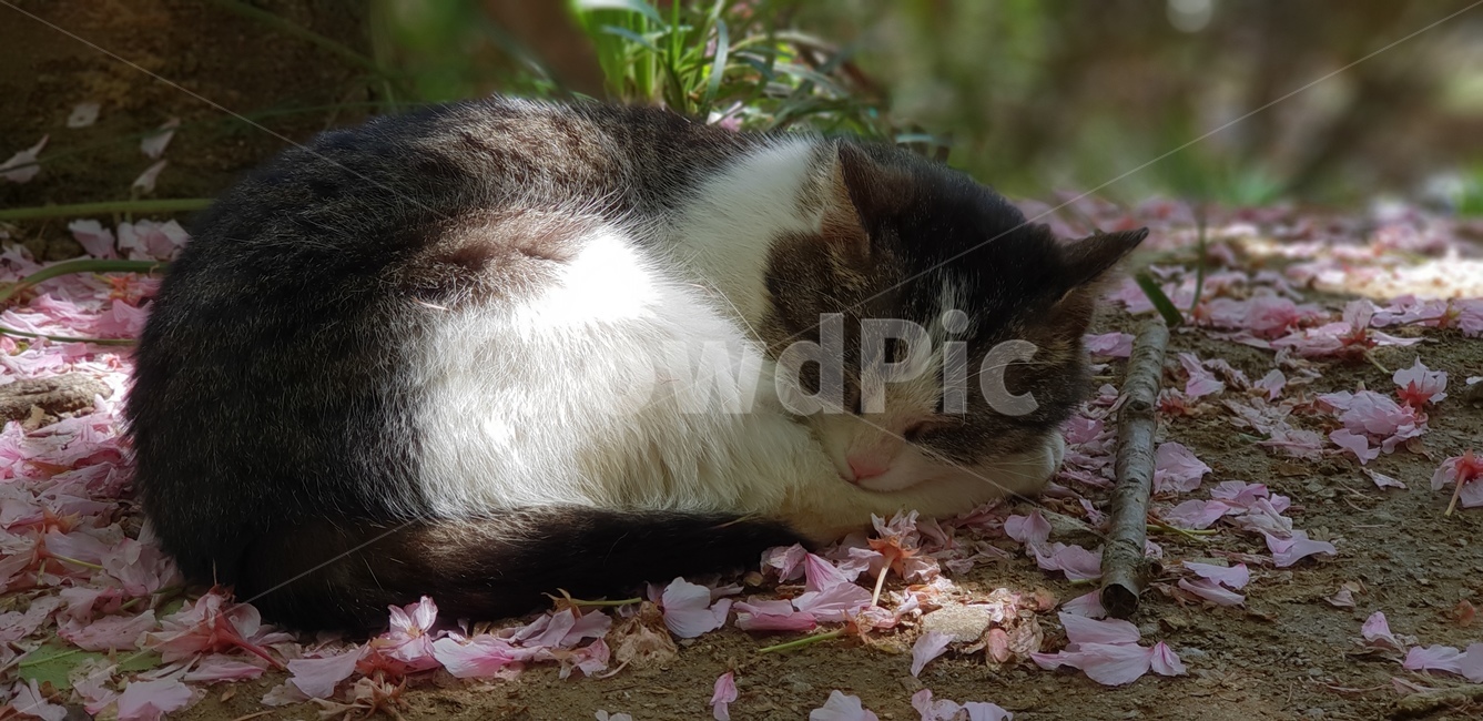 고양이,벚꽃,길고양이,길냥이,휴식,잠,숙면,봄,계절,spring,season,동물,animal,포유류,mammal,고양이,cat,kitten,kitty,leaf,잎,plant,식물