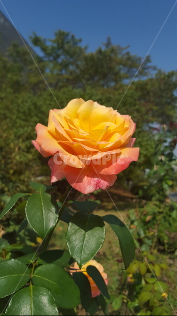 장미,꽃,자연,노란색,rose