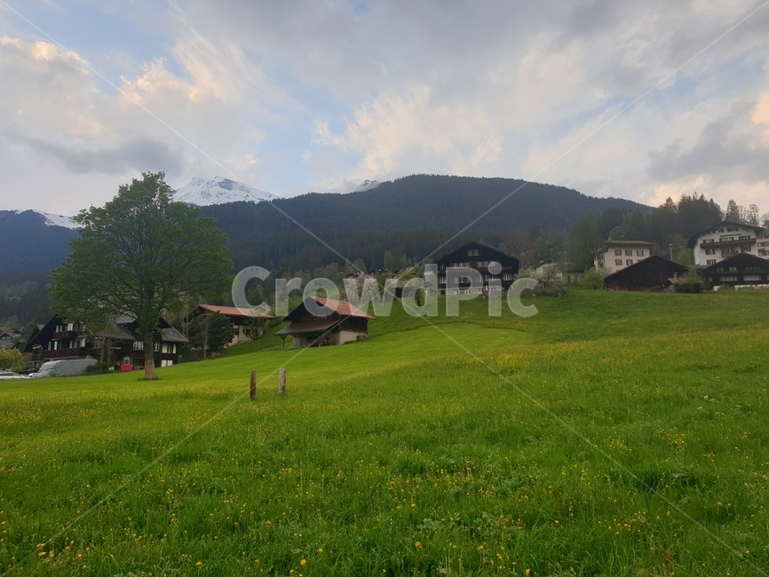스위스,그린델발트,자연,nature,유럽,schweiz,나무,들판