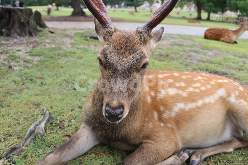 동물,사슴,루돌프,사슴공원,deer,동물,animal,포유류,mammal