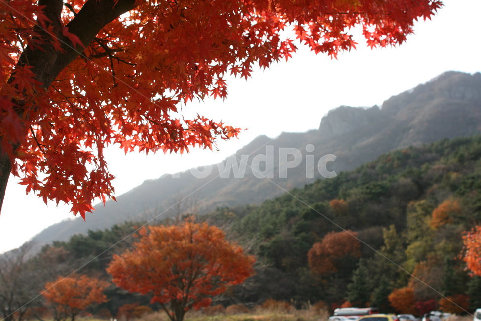 단풍,가을,산,자연,풍경,붉은,단풍나무,단풍잎,자연,풍경,nature,landscape,plant,식물,leaf,잎,tree,나무,maple