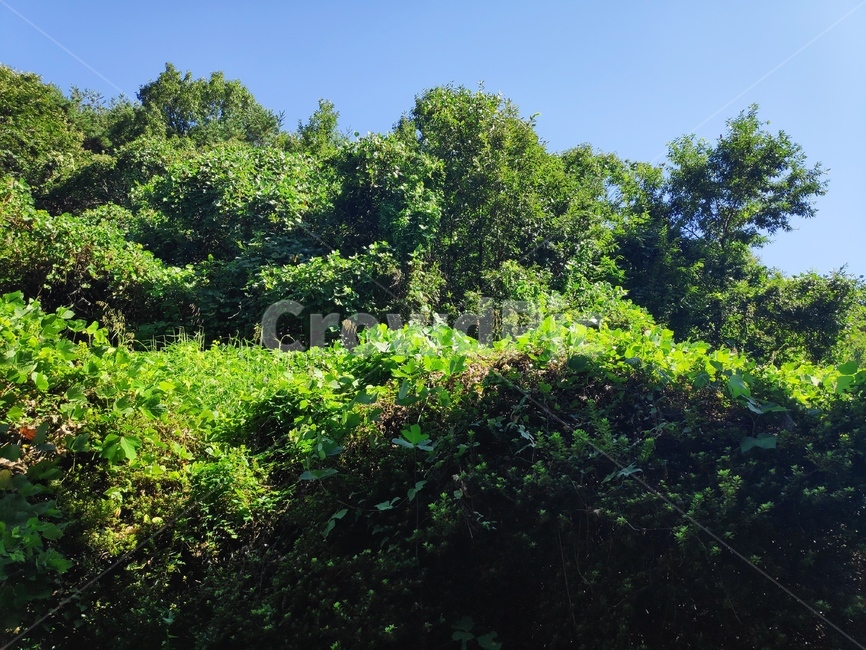 초목,plant,식물,나무,푸른,자연,풍경,nature,landscape
