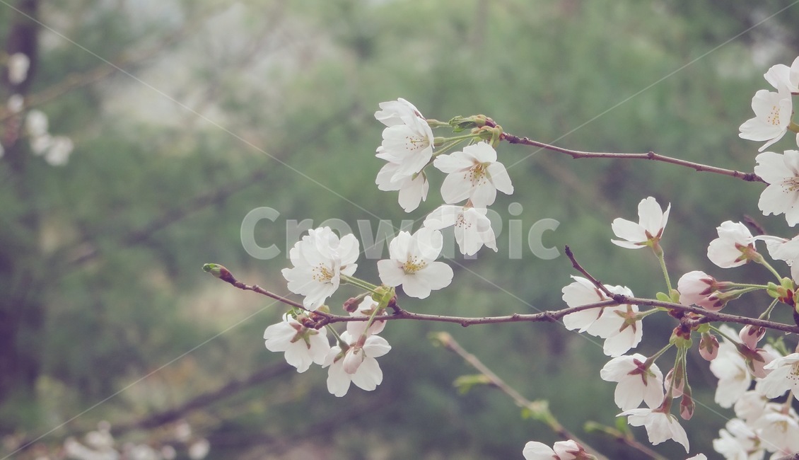 벚꽃,꽃,식물,자연,봄,풍경,감성,sakura,cherryblossom,spring,nature,봄,계절,spring,season,식물,자연,plants,nature,꽃,flower,plant,blossom
