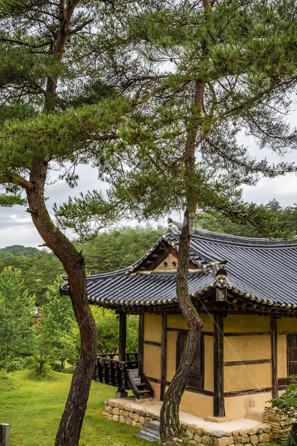 전통기와,군자마을,기와지붕,문화유산,소나무,전통가옥,고택,관광명소,한국의미,안동명소