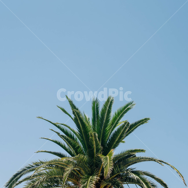 나무,나뭇잎,하늘,야자수,여름,식물,자연,plants,nature,나무,trees,wood