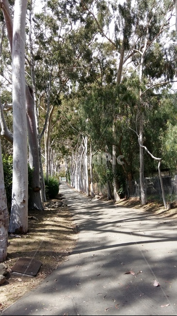 도로,흰,흰나무,하얀나무,하얀,나무,소나무,길,식물,자연,plants,nature,나무,trees,wood