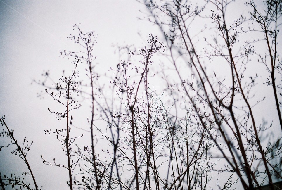 나무,겨울,차가운,외로움,슬픈,새싹,낙엽,마지막,시작,식물,자연,plants,nature
