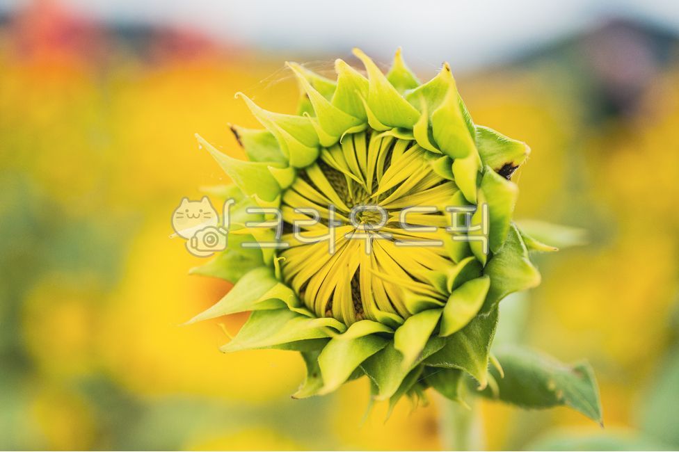 Mir Island Sunflower,Mir Island,duck,yellow flower,Sunflower Bundle,sunflower flower,flower cluster,sunflower field,sunflower