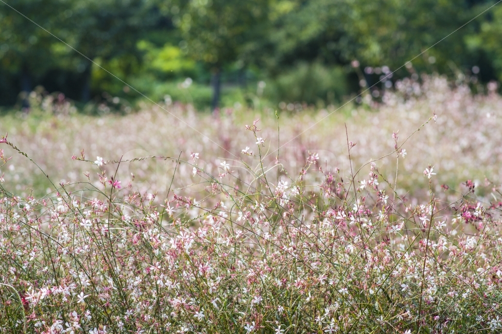 봄,꽃,출사,올림픽공원,따뜻,식물,자연,plants,nature,봄,계절,spring,season,꽃,flower,plant