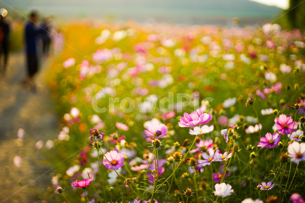 가을,코스모스,공원,꽃,스냅,가을,계절,fall,autumn,season,식물,자연,plants,nature,꽃,flower,plant