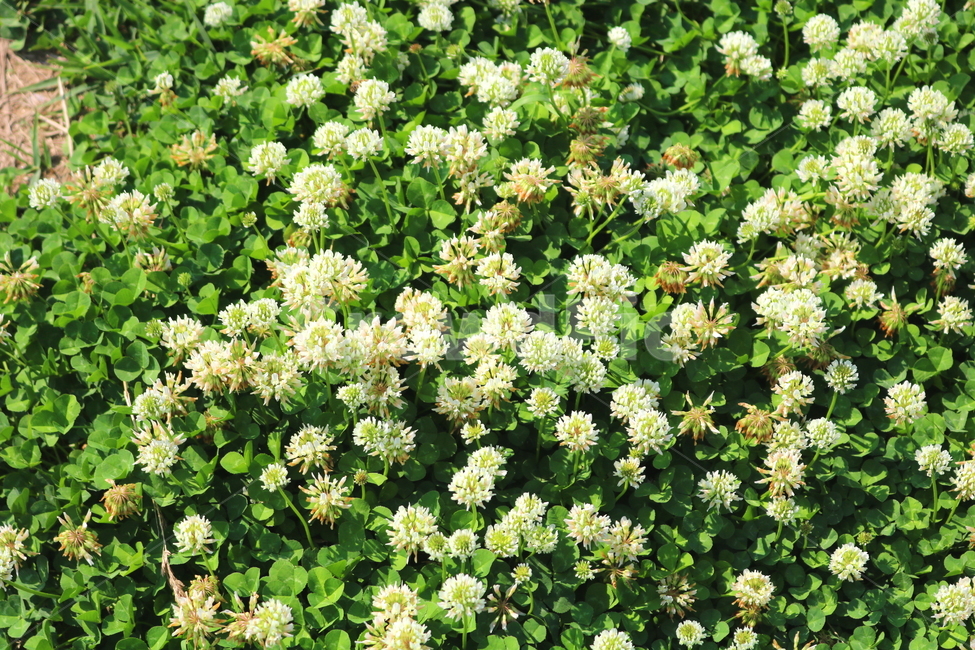 토끼풀,토끼풀꽃,꽃,크로버,식물,들꽃,야생화,풀,자연,식물,자연,plants,nature,꽃,flower