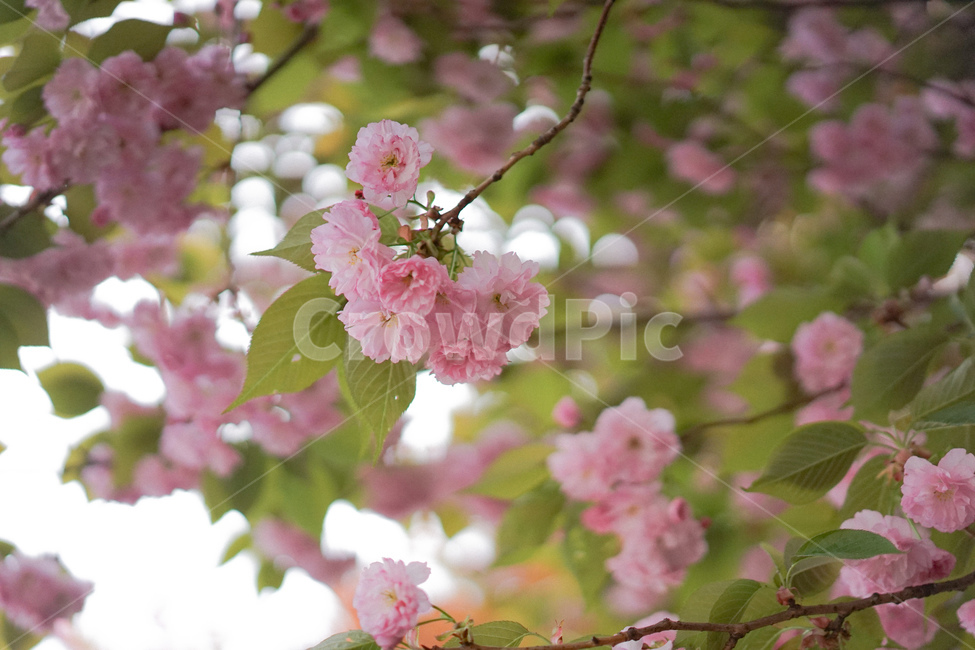 겹벚꽃,벚꽃,사쿠라,봄꽃,분홍꽃,spring,봄,계절,spring,season,식물,자연,plants,nature,꽃,flower,plant,blossom,cherry blossom