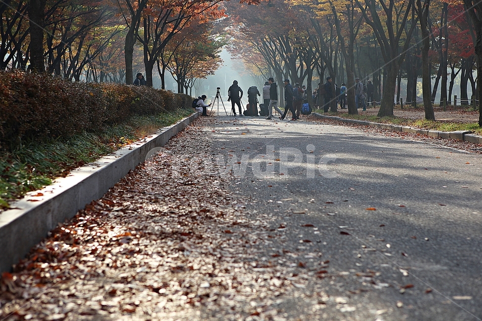 길,단풍길,조깅,사람,단풍,낙엽,산책로,로드,식물,자연,풍경,인천대공원,안개,가을,계절,fall,autumn,season,자연,풍경,nature,landscape,asphalt,아스팔트,tree,나무,plant,leaf,잎