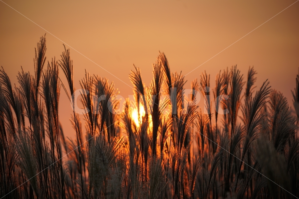 억새,감성,가을분위기,노을,자연,풍경,자연,풍경,nature,landscape,가을,계절,fall,autumn,season,감성,sensible,feeling,grass,잔디,plant,식물,outdoors,옥외