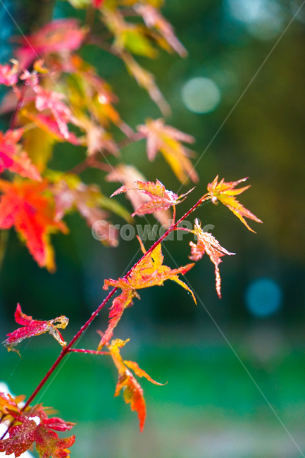 단풍,추색,가을,나무,나뭇잎,잎새,자연,잎,가을,계절,fall,autumn,season,식물,자연,plants,nature,꽃,flower,leaf,plant,tree