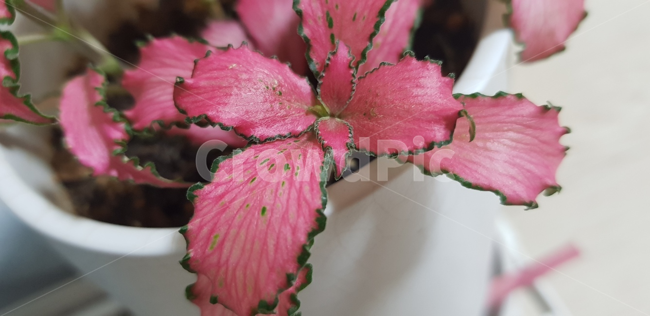 plant,식물,blossom,피토니아,레드스타,화분,카드닝,정원,공기정화식물