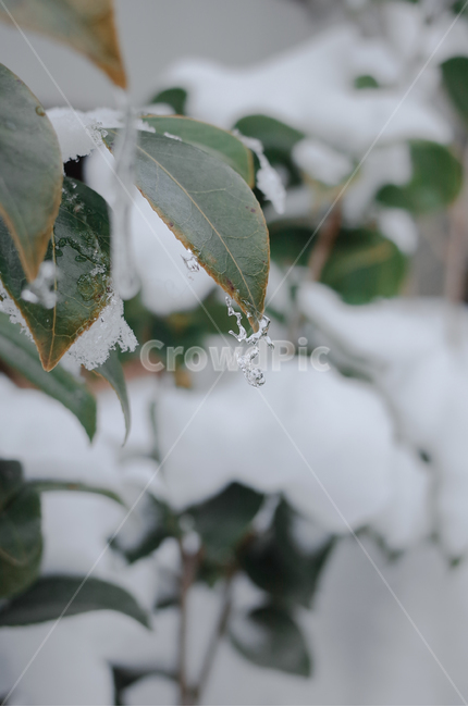 겨울,winter,눈,첫눈,snow,낙엽,나뭇잎,나무,얼음,ice,frozen,겨울,계절,winter,season