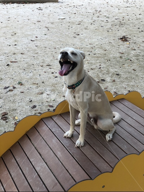강아지,웃음,희열,진돗개,미소,하얀강아지,dog,개,animal,동물,pet,애완동물,훈련,강아지훈련,어질리티,동물,animal,포유류,mammal,개,강아지,dog,doggy