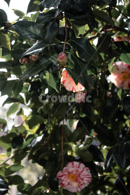 동백,동백나무,줄무늬,분홍색,꽃,식물,자연,plants,nature,꽃,flower