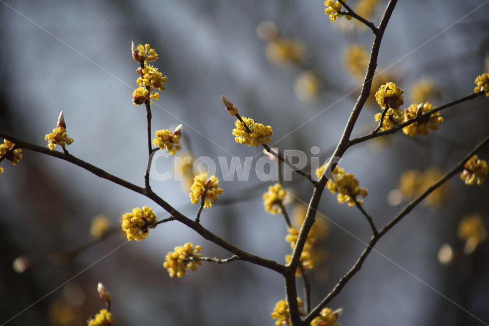 꽃,생강나무,식물,봄,japanesespicebush,봄,계절,spring,season,식물,자연,plants,nature,꽃,flower,plant