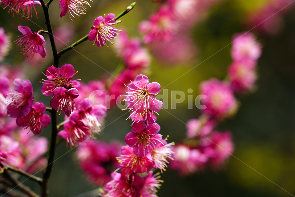 홍매화,한국자연,꽃,꽃사진,플라워,flower,봄,봄꽃,spring,식물,plants,자연,nature,풍경,landscape,계절,season,snap,스냅,접사,macro,closeup,클로즈업,감성사진,감성,힐링,healing,느낌,feel,feeling,꽃밭,화단,나무,나뭇가지,tree,꽃봉오리,4월,April,봄,계절,spring,season,식물,자연,plants,nature,꽃,flower,plant