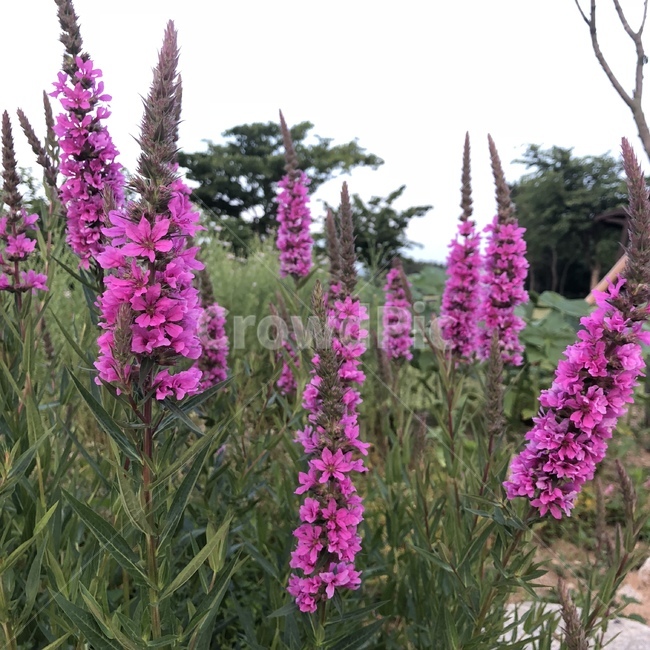 plant,식물,blossom,꽃,flower