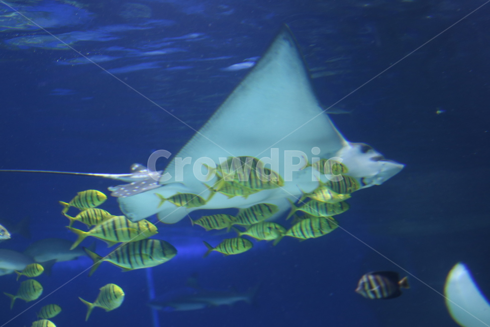 ocean,school of fish,aquarium,swim