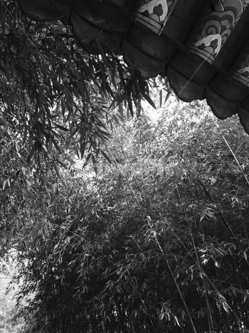 전주,흑백,대나무,한옥,경기전,한국전통,한국문화,korean traditional,korean culture,흑백,모노톤,monochrome,black and white,건축물,건물외관,exterior,building,structure,architecture,construction
