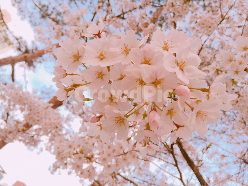꽃,벛꽃,자연,식물,flower,식물,자연,plants,nature,꽃,flower